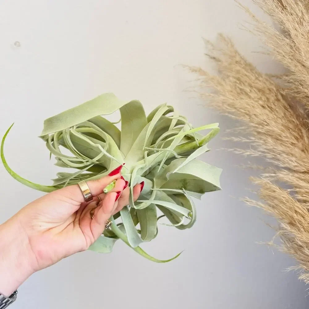 NEW POTTERY BARN Mint Green Faux Air Plant Tillandsia Tabletop Decor Display